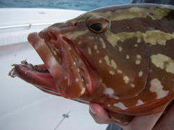 Compass Rose Charters Reef fishing